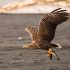 Seeadler Lieblingsspeise Fisch 