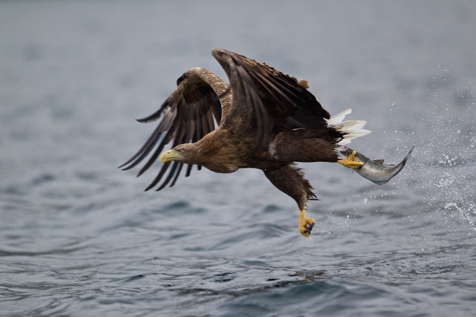 Seeadler: Locker vom Hocker.