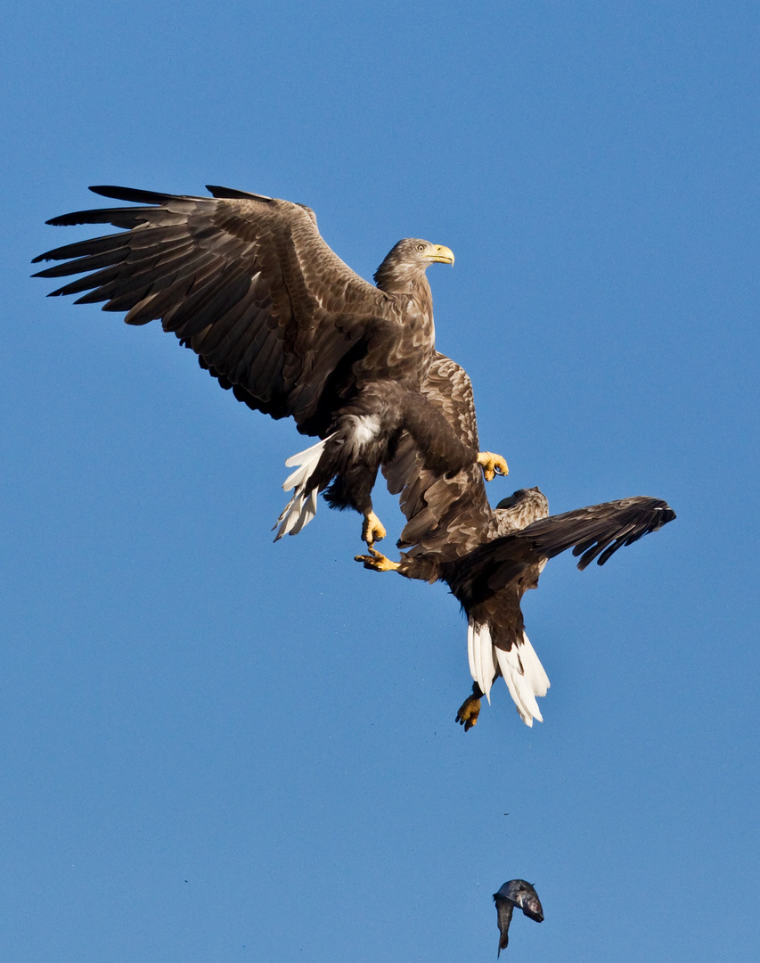 Seeadler: Luftkampf