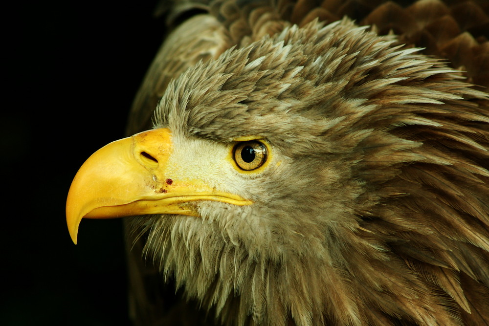 Seeadler mänlich 30 Jahre alt