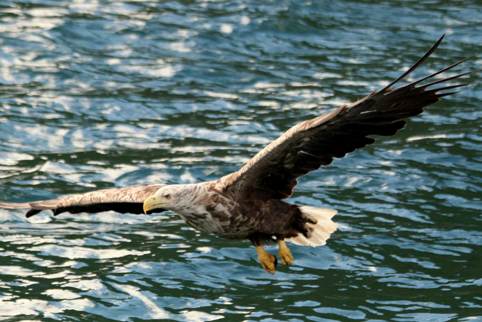 Seeadler - majestätisch - unantastbar