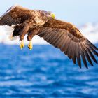 Seeadler mal ohne Fisch