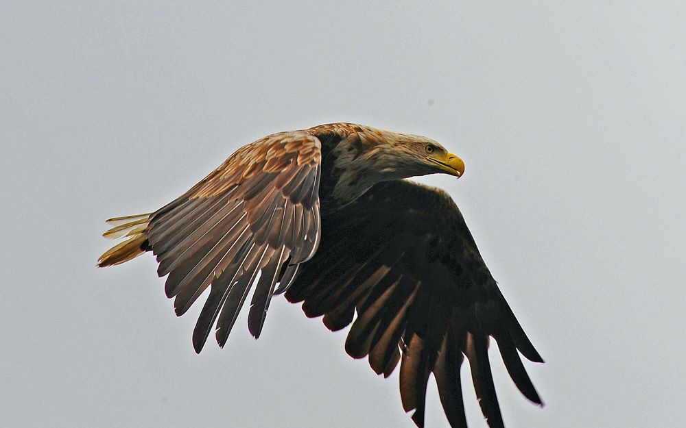 Seeadler, --mal sehen was es heute gibt --