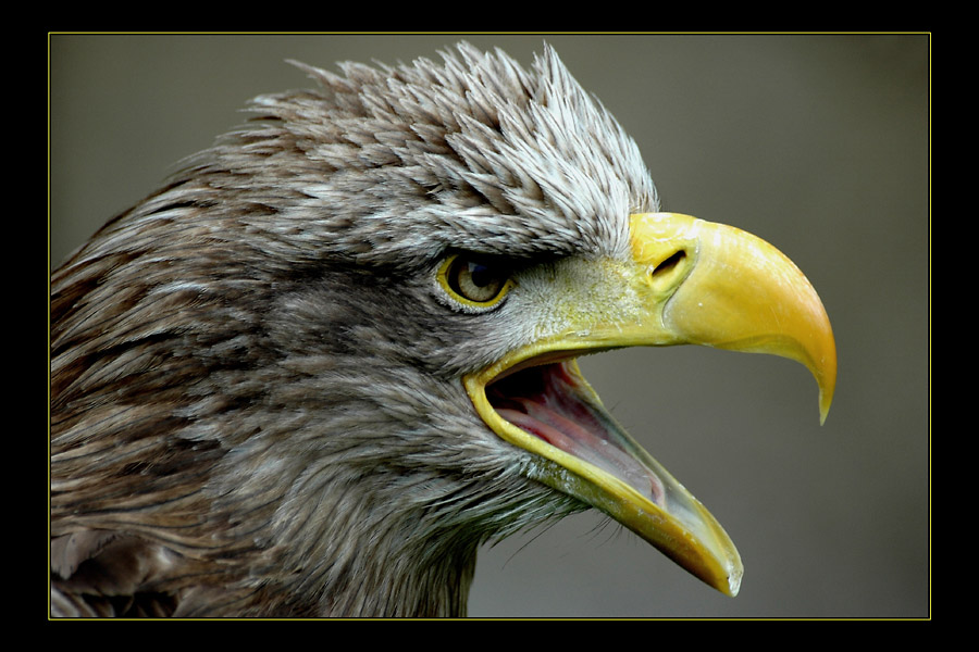 Seeadler "Maruschka"