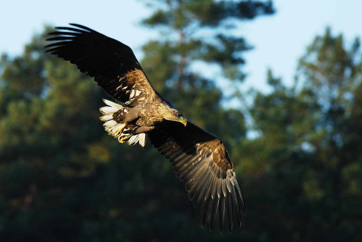 Seeadler, Masuren