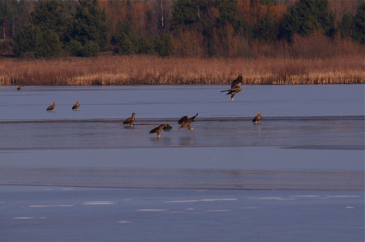 "SEEADLER - MEETING"