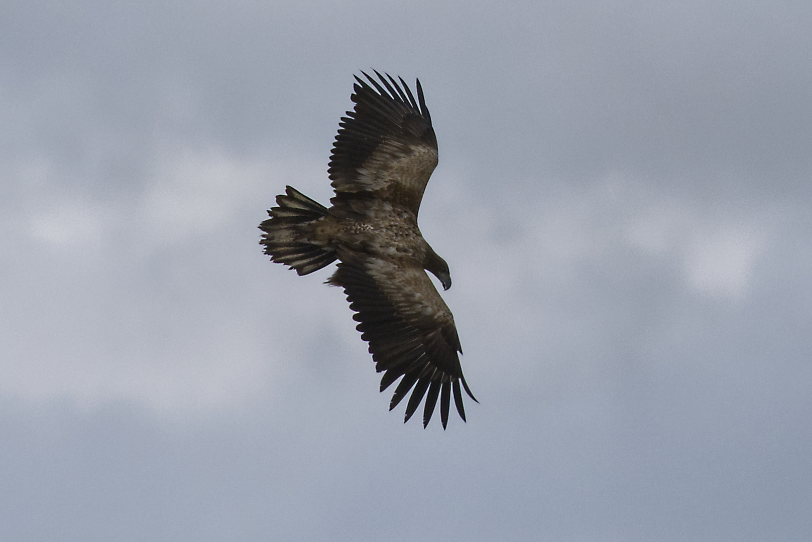 Seeadler, mein Erster