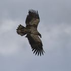 Seeadler, mein Erster