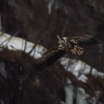 Seeadler - Mein erster europäischer überhaupt :o)))