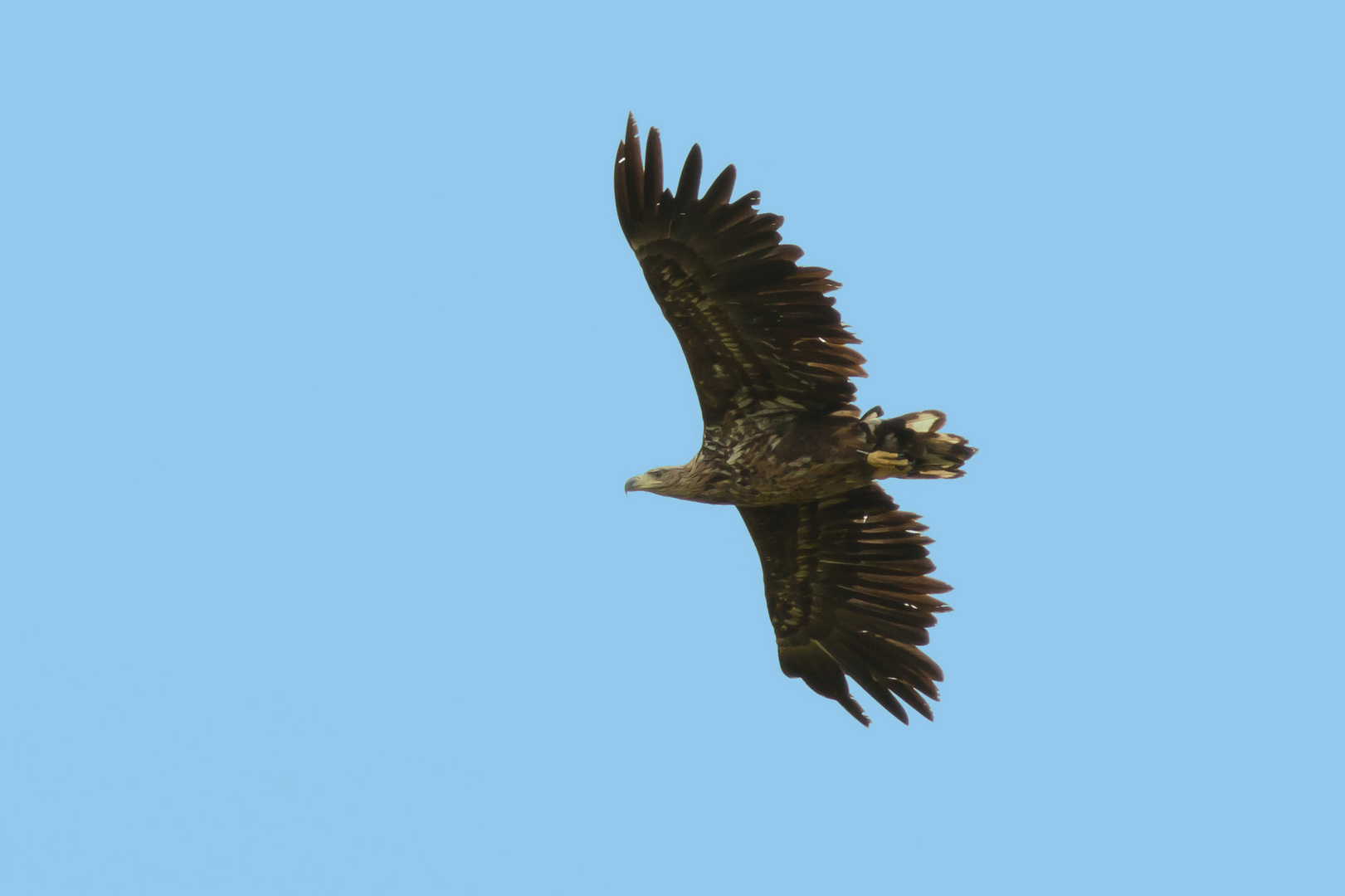 Seeadler ... mein liebster von allen Vögeln