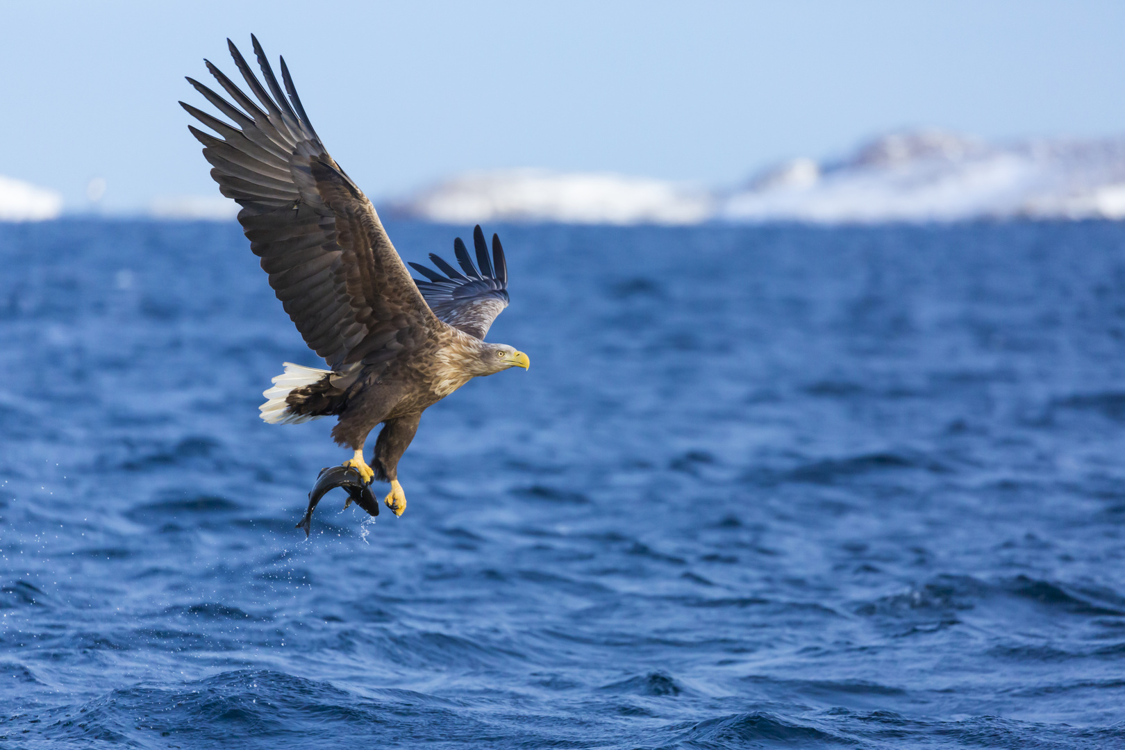 Seeadler Minimalist eine Kralle reicht 