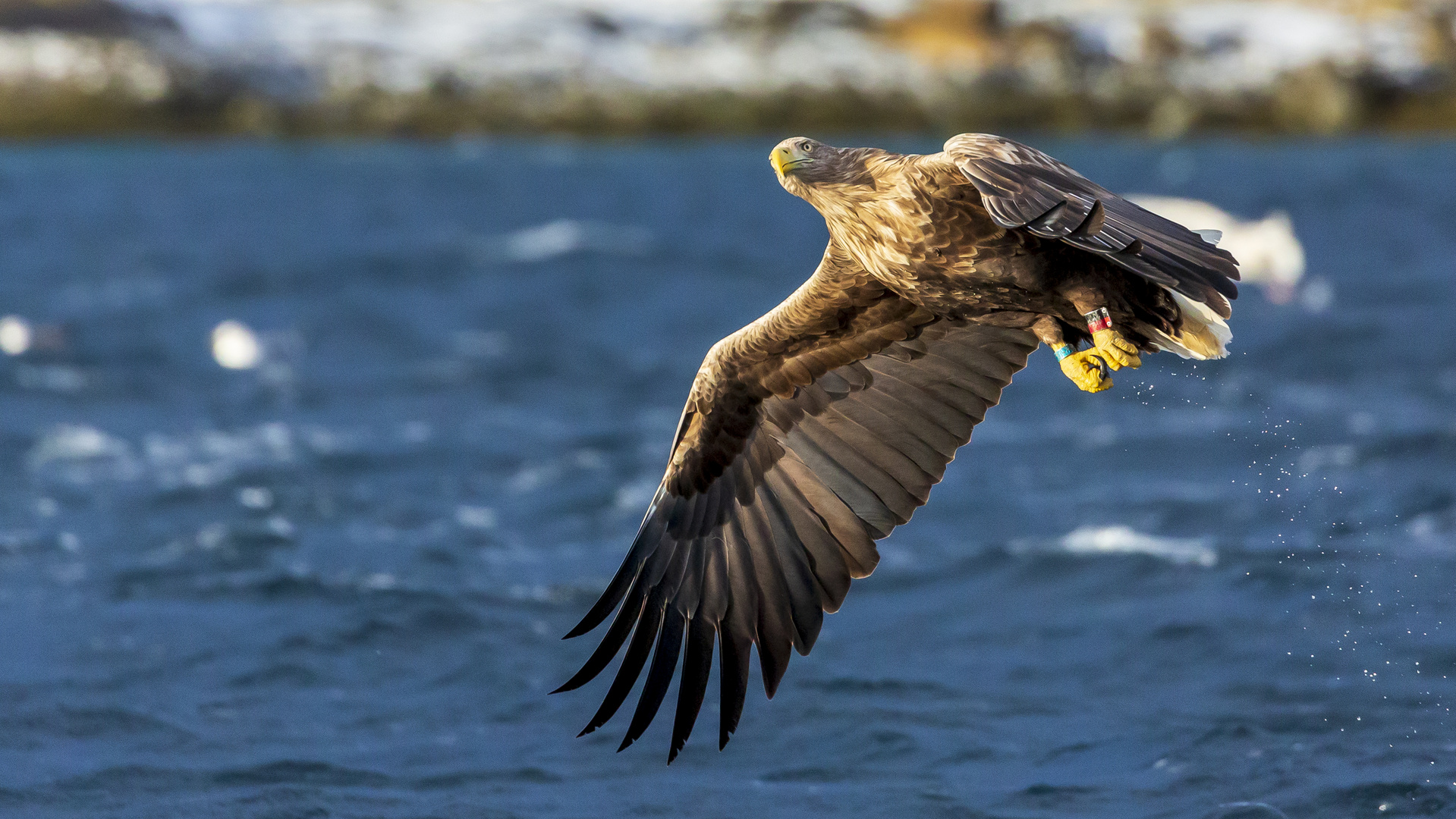 Seeadler missglückter Fangversuch 