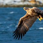 Seeadler missglückter Fangversuch 