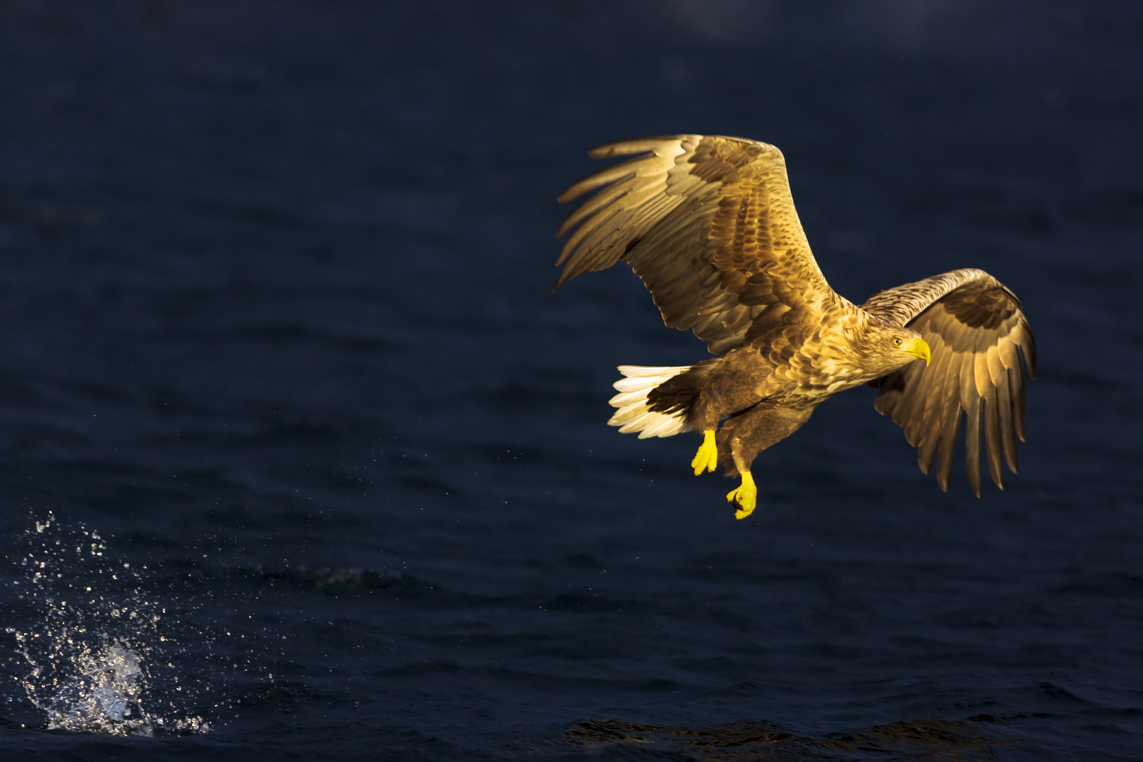 Seeadler missglückter versuch mann kann nicht immer Gewinnen