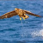 Seeadler misslungener versuch mann kann nicht immer gewinnen 