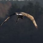 Seeadler mit Aal auf dem Flug zum Horst