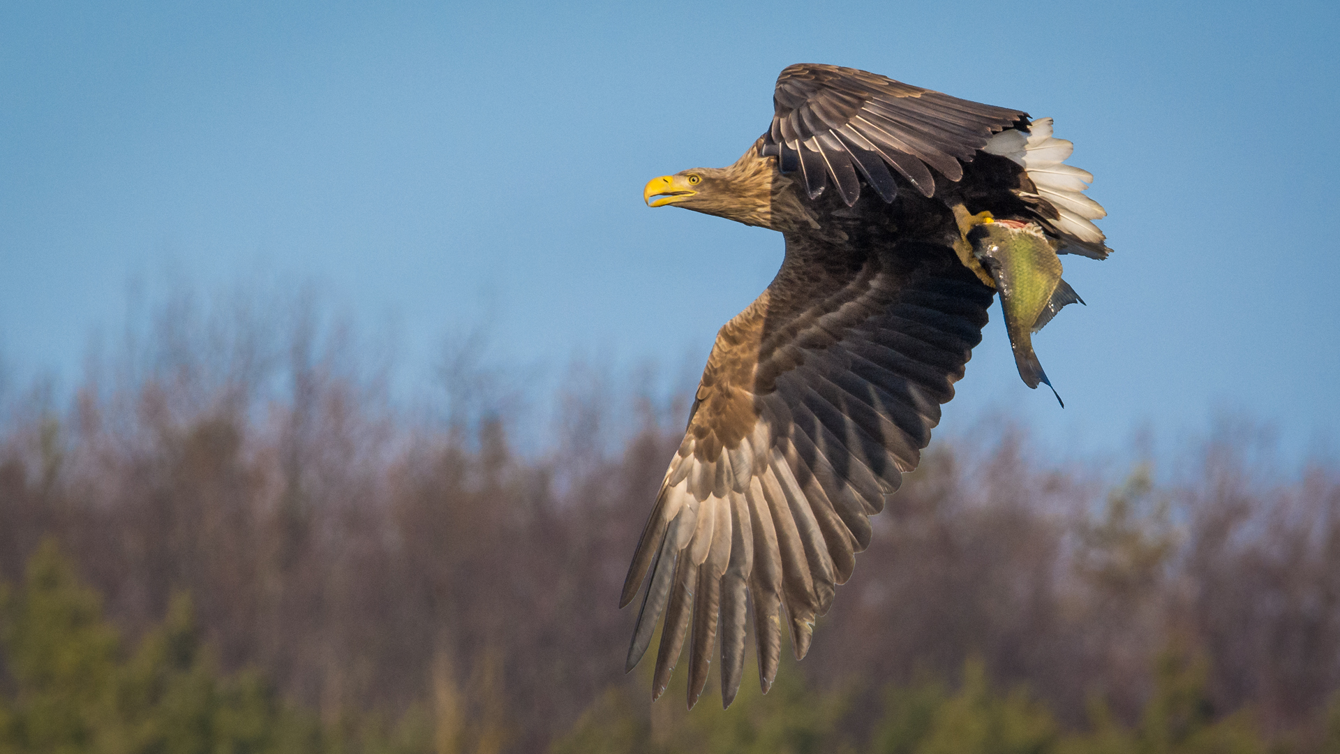 Seeadler mit Abendessen