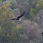 Seeadler mit Begleiter