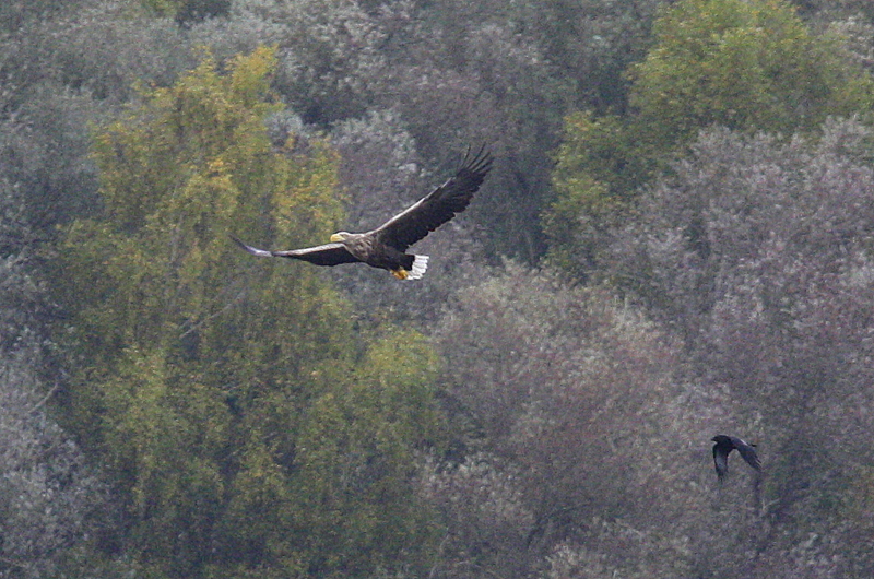 Seeadler mit Begleiter