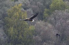 Seeadler mit Begleiter