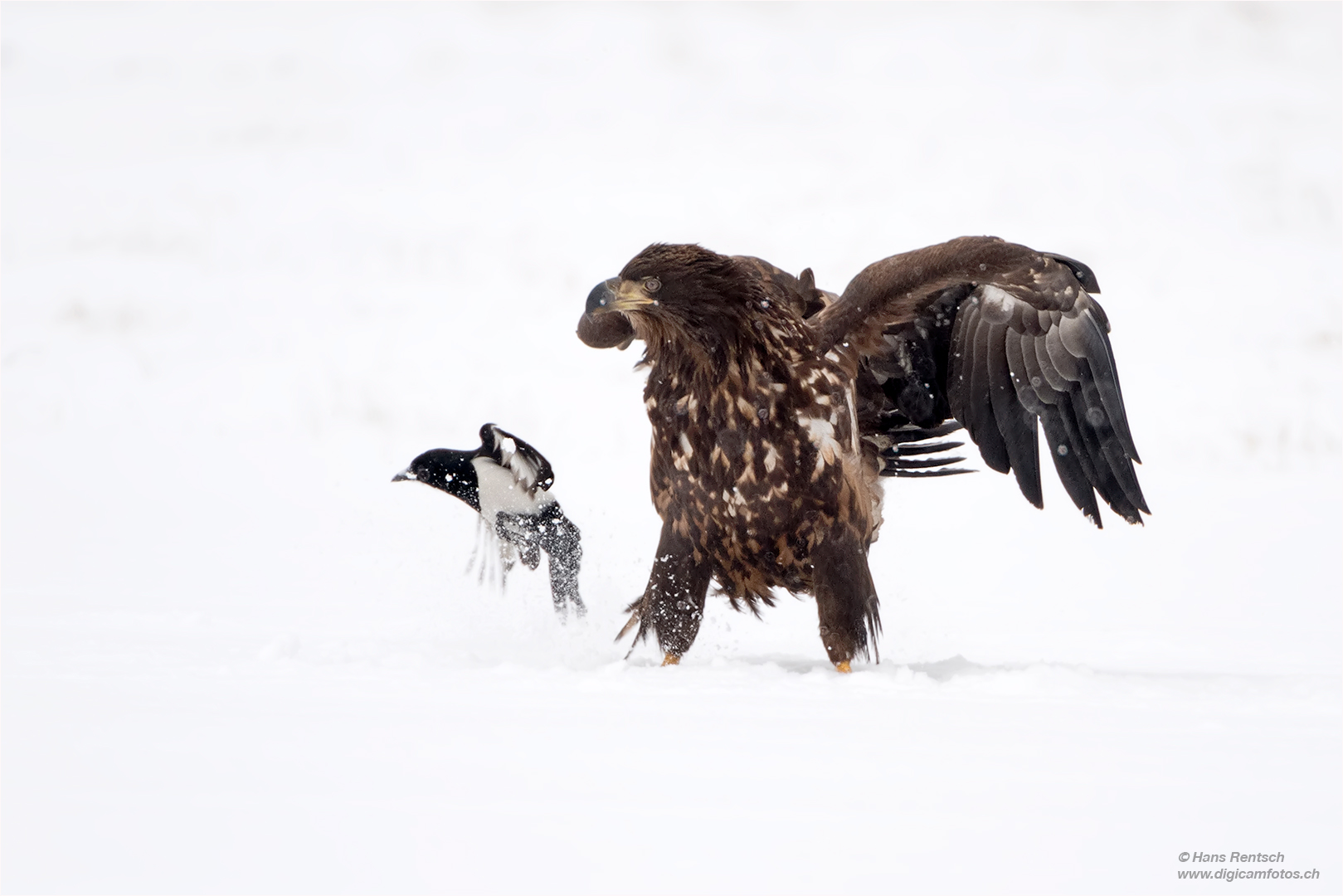 Seeadler mit Begleiter....