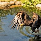 Seeadler mit Beute 001