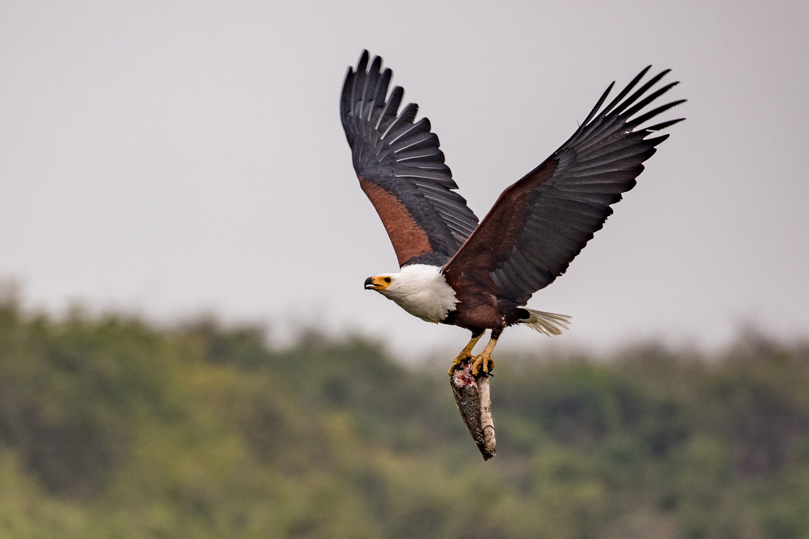 Seeadler mit Beute