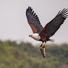 Seeadler mit Beute