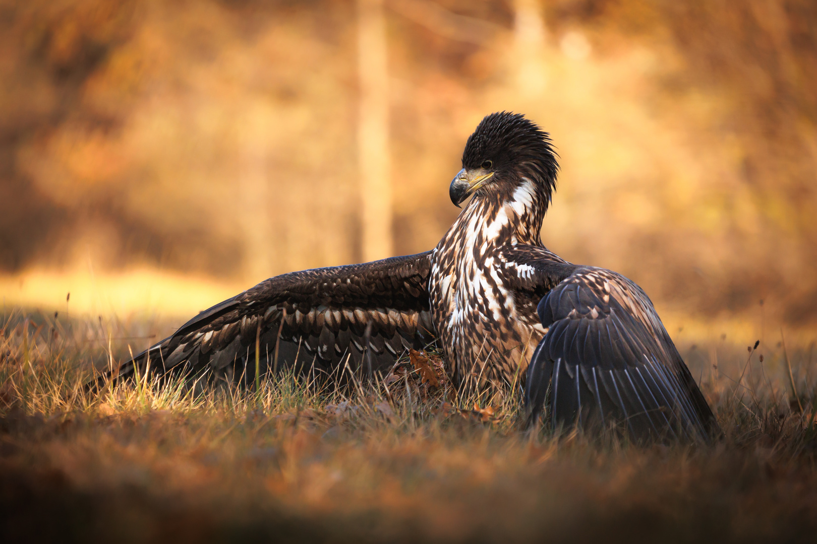 Seeadler mit Beute