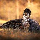 Seeadler mit Beute