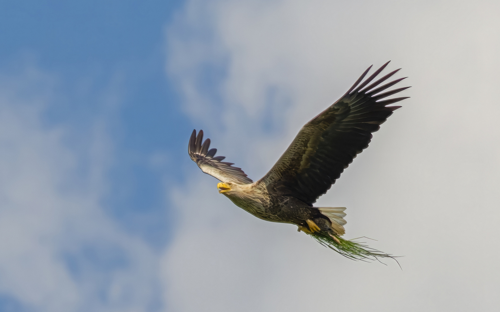 Seeadler mit Beute