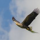 Seeadler mit Beute