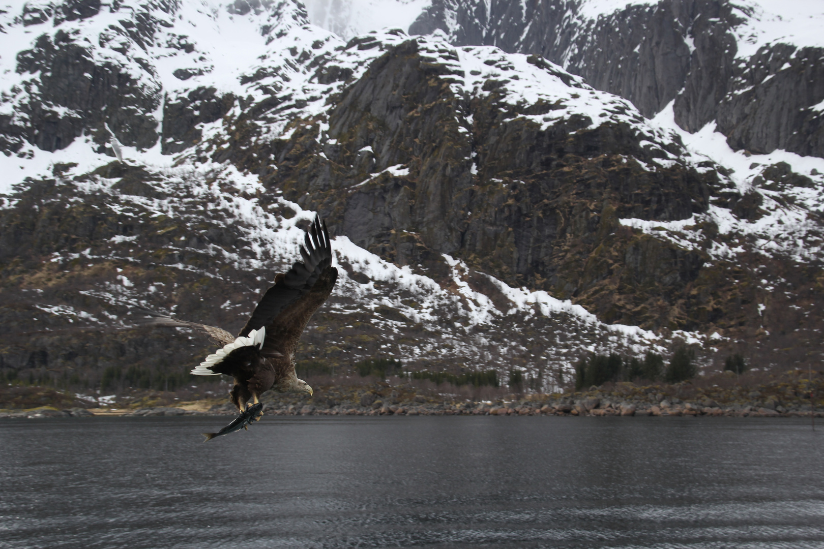 Seeadler mit Beute