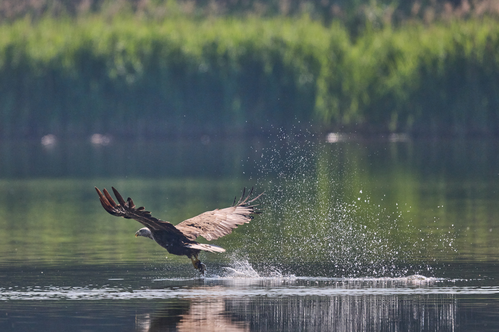 Seeadler mit Beute