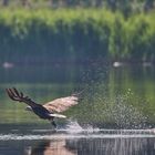 Seeadler mit Beute