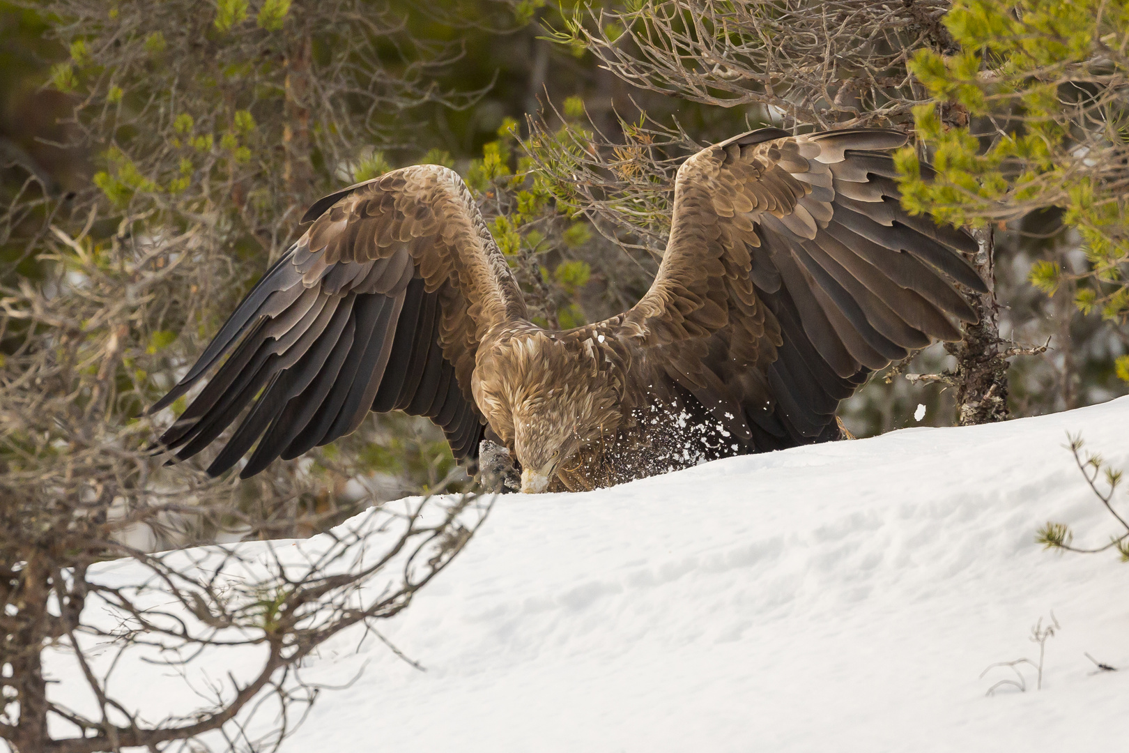 Seeadler mit Beute 