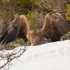 Seeadler mit Beute 