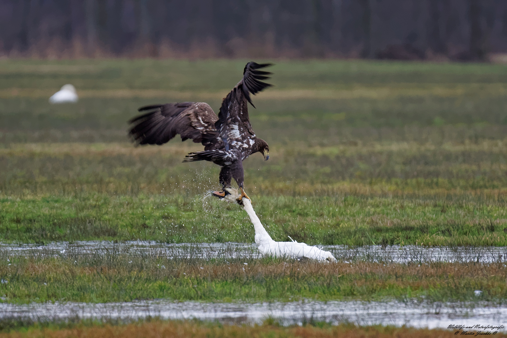 Seeadler mit Beute