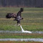 Seeadler mit Beute