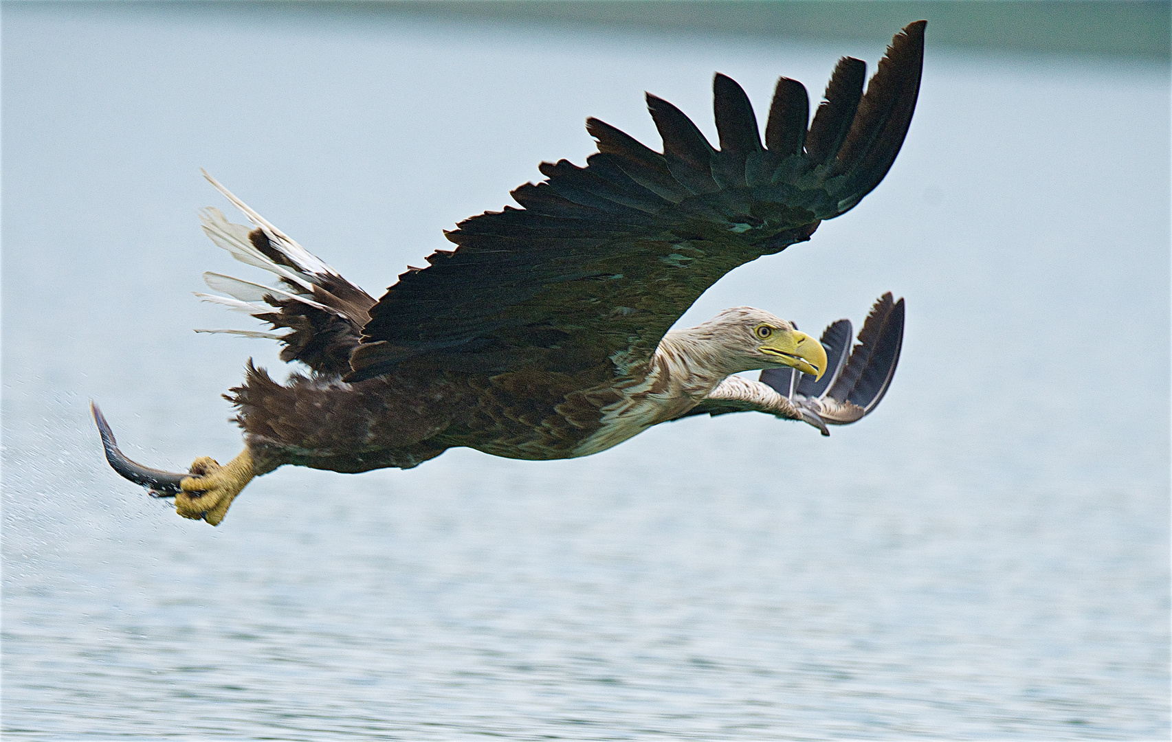 Seeadler mit Beute