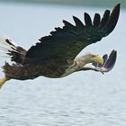 Seeadler mit Beute