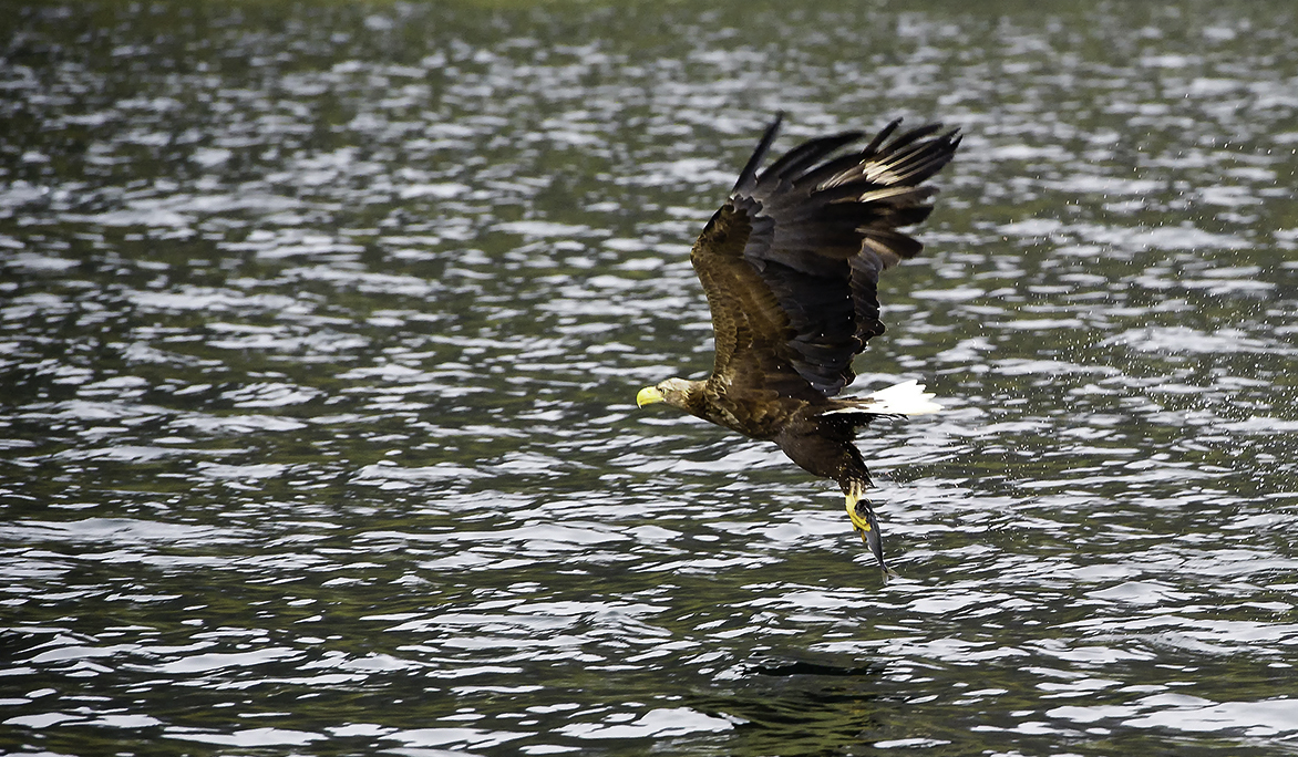 Seeadler mit Beute