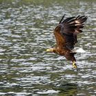 Seeadler mit Beute