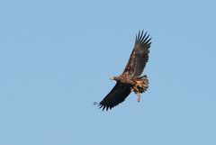 Seeadler mit Beute 