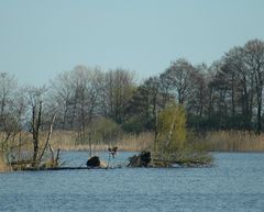 Seeadler mit Beute