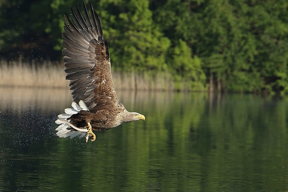 Seeadler - Mit Beute