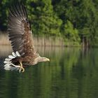 Seeadler - Mit Beute