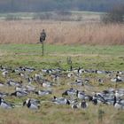 Seeadler mit Beute?