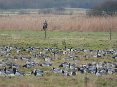 Seeadler mit Beute?