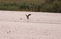 Seeadler mit Beute